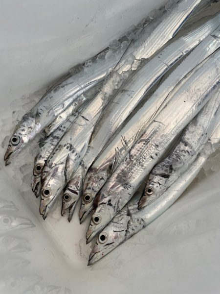 須磨沖タチウオ釣り