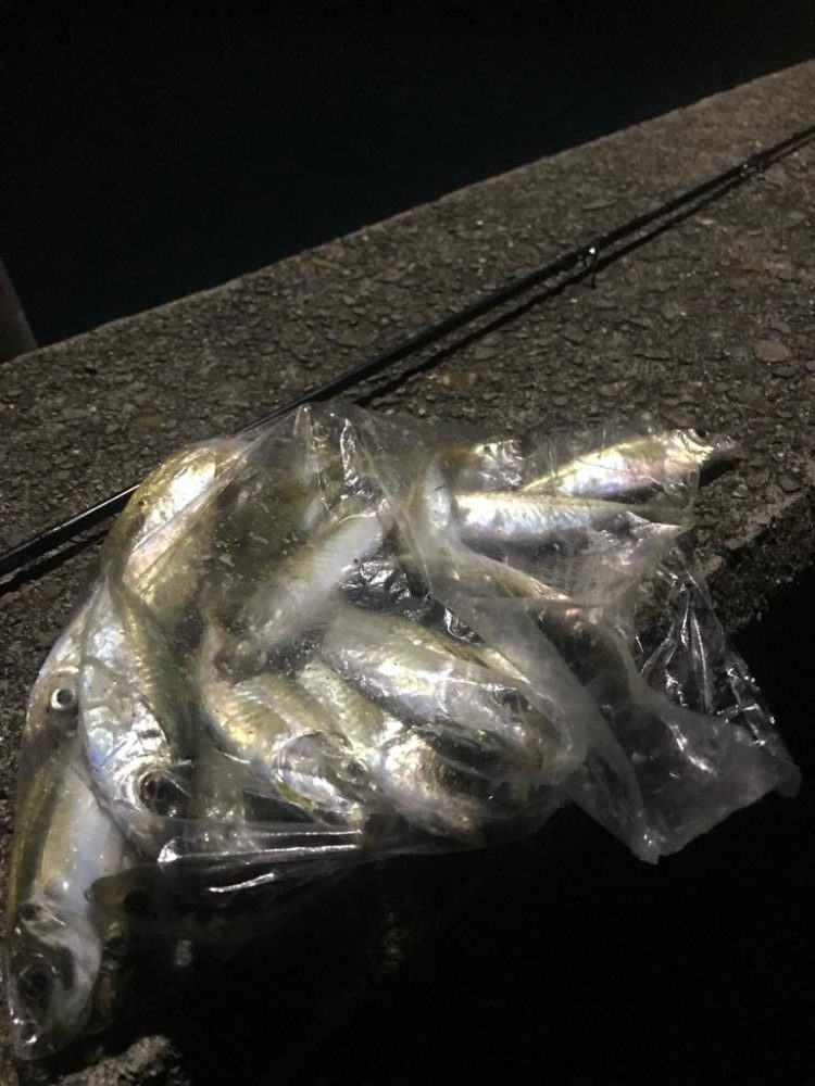 エギングは早々に終了