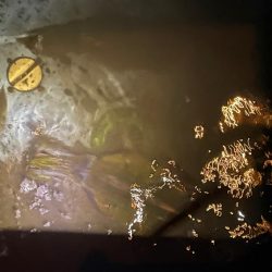 今季７杯目キロアップ