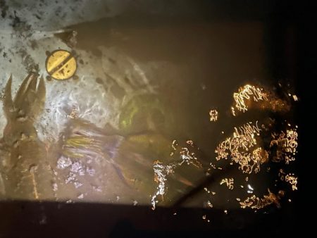 今季７杯目キロアップ