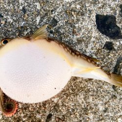 カレイで釣り納めにゃ！