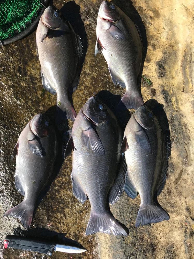 本年納めの釣行