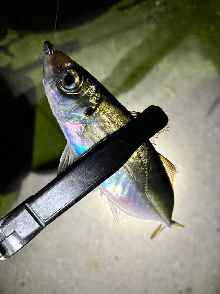 メバリングなんだけどなぁw