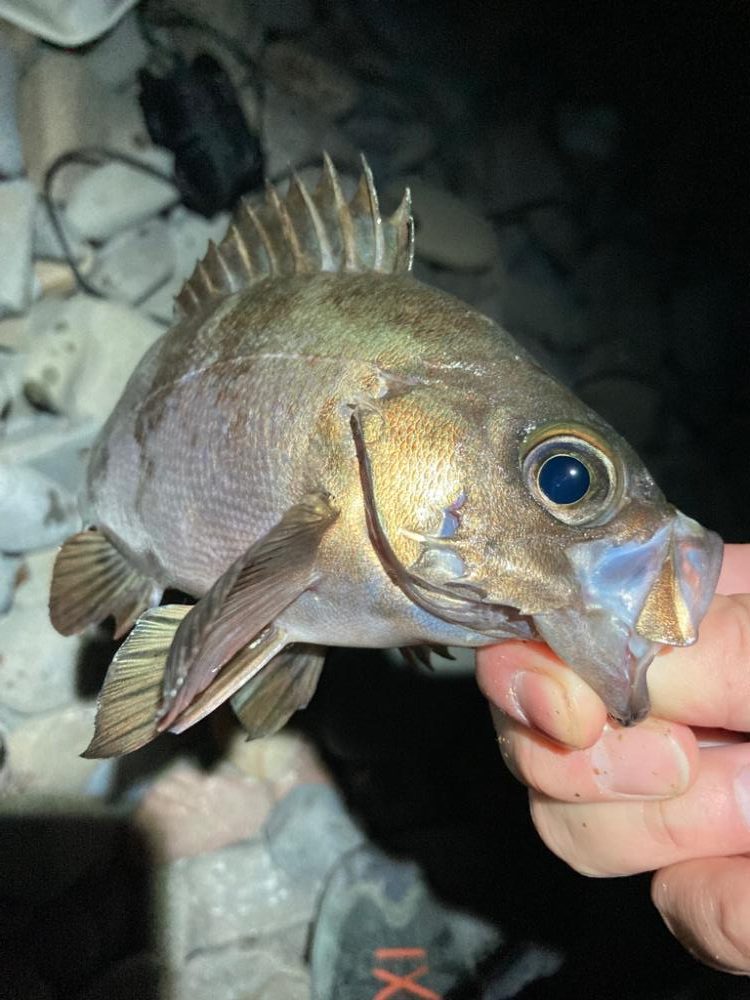 フロートメバリング