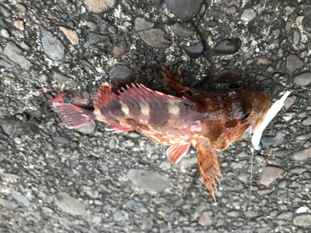 アオリ不調のため小魚で。