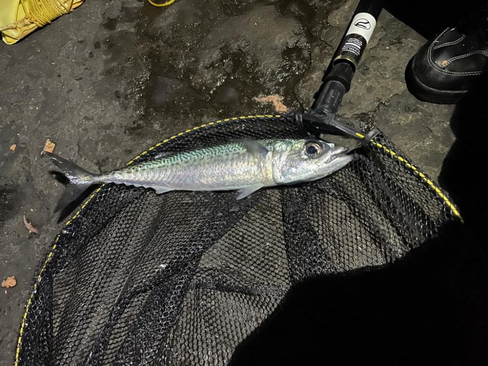 イガイガ根でフカセ釣り