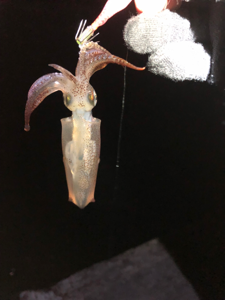 【姫路〜淡路島】大物小物両狙いプラン