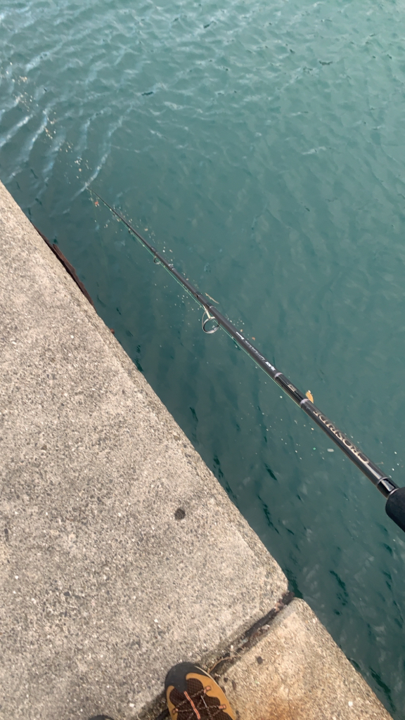 壁際のお魚たち