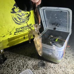 ヒイカはタイミング？(^.^)