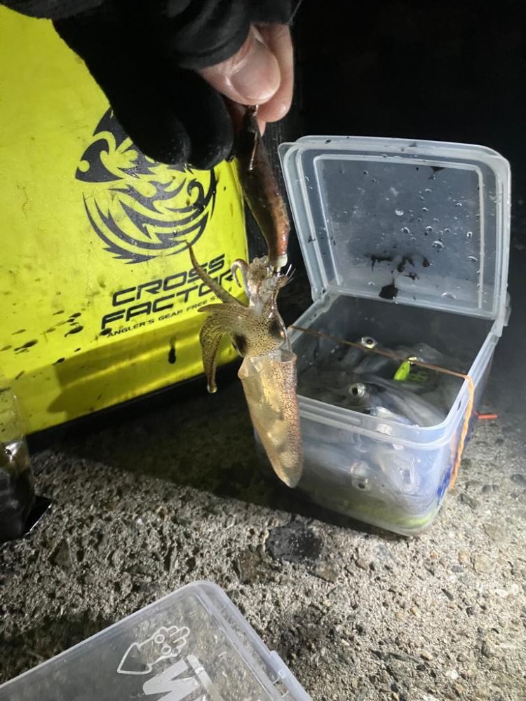 ヒイカはタイミング？(^.^)