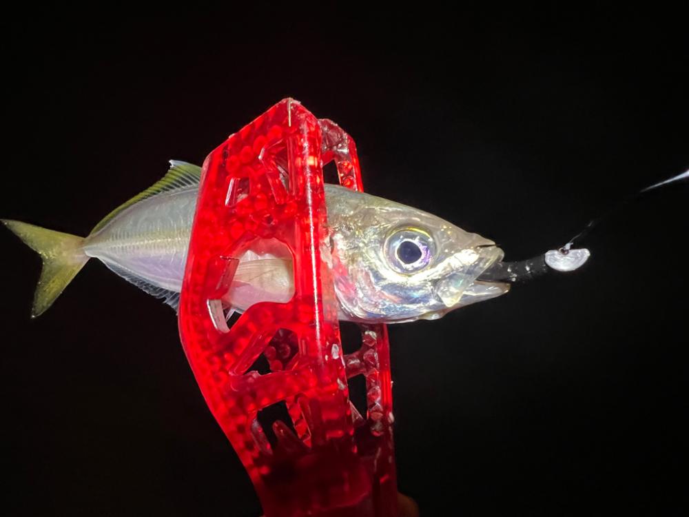 鯵を探して三千里Vel.16