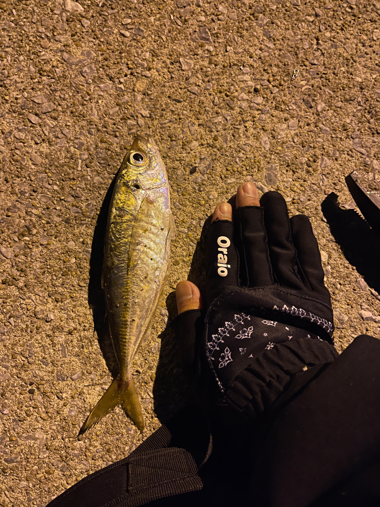 久しぶり鯵さん!