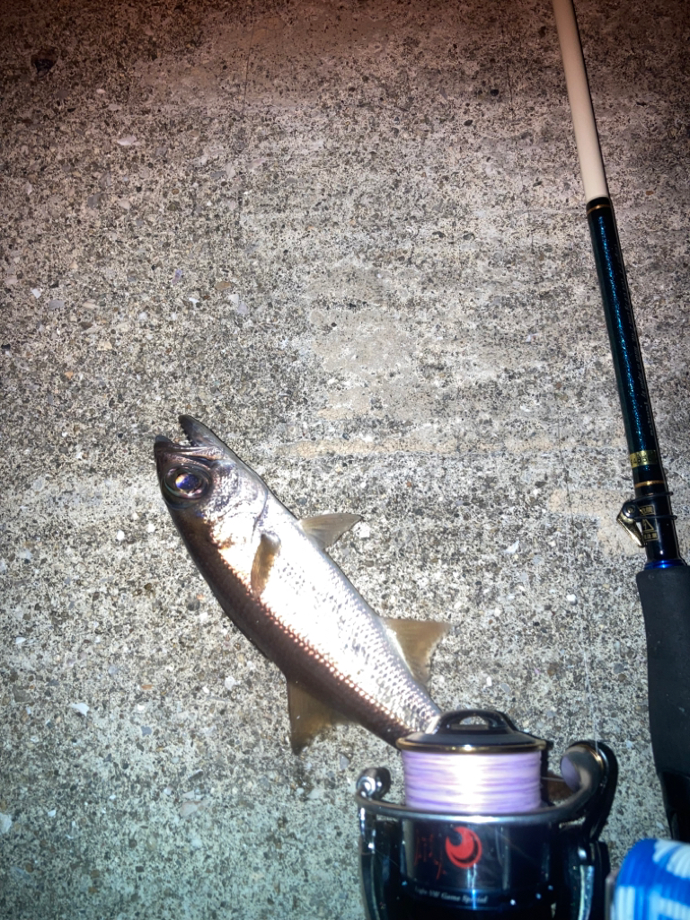 インチキアジング