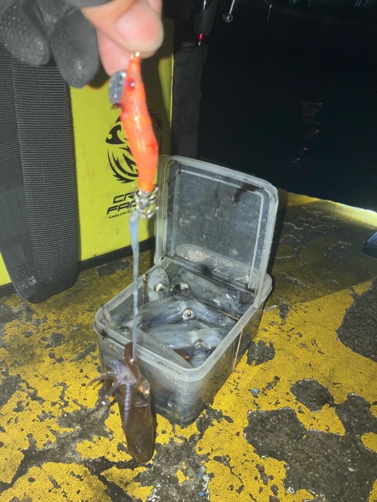 ヒイカは数釣りが面白い(^^)v