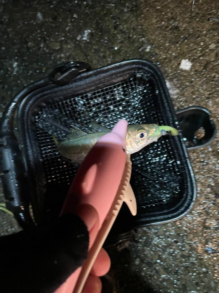 コンスタントにアジ爆釣！【美浜】