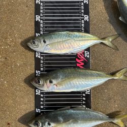 日が登ってからの時合い