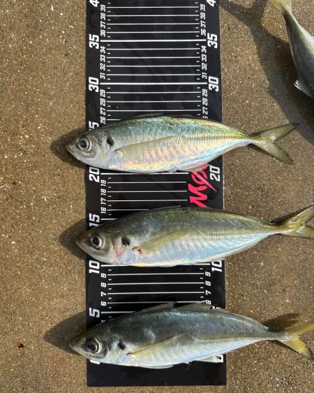 日が登ってからの時合い