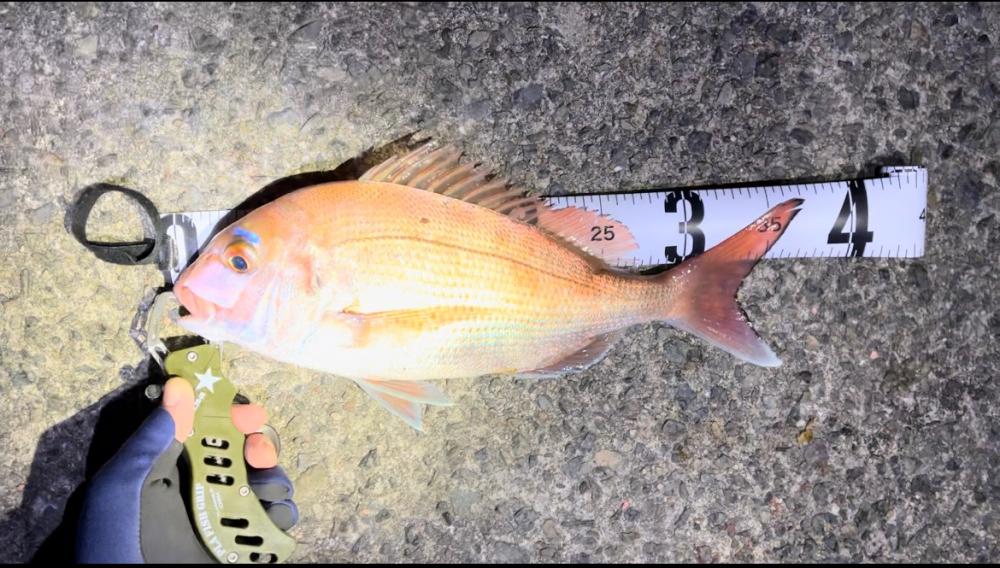 アジュール舞子にてカゴ釣り