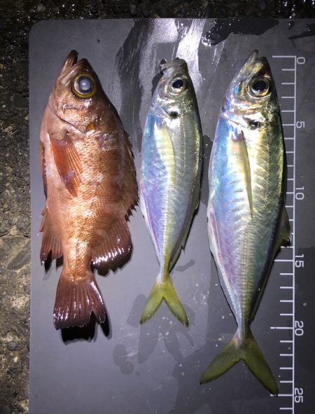 今夜は小さめだが数は好調