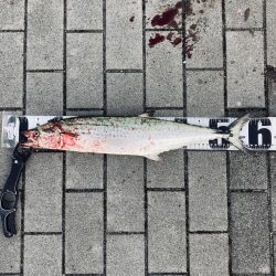 湾奥コスモへイルカ再び。青牙60cm。。