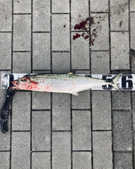 湾奥コスモへイルカ再び。青牙60cm。。