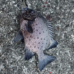 宇佐の沖堤防釣り