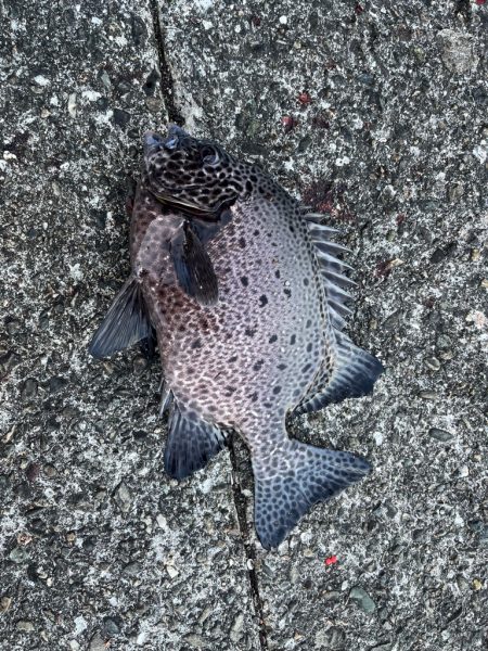 宇佐の沖堤防釣り