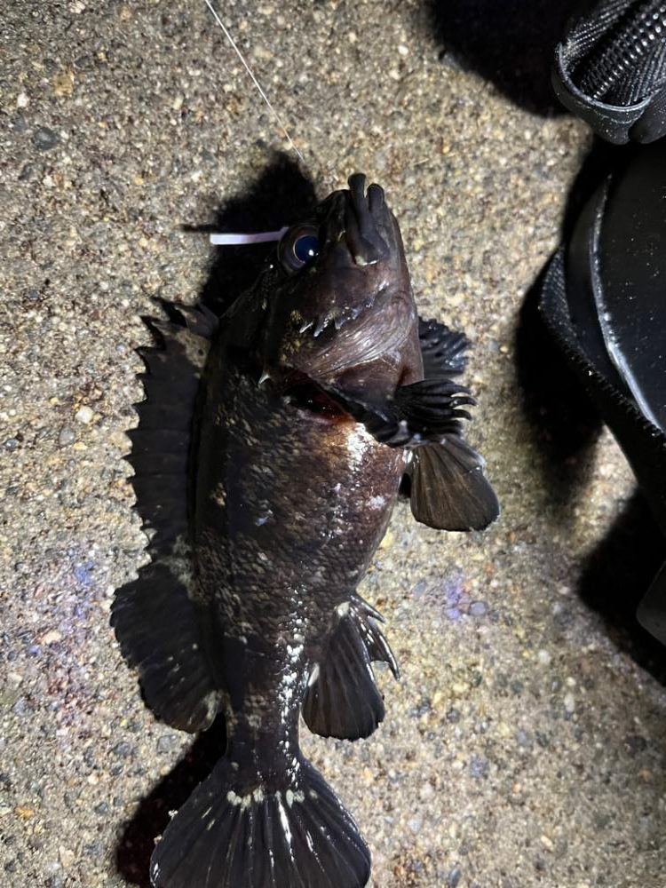 四日市ライトゲーム