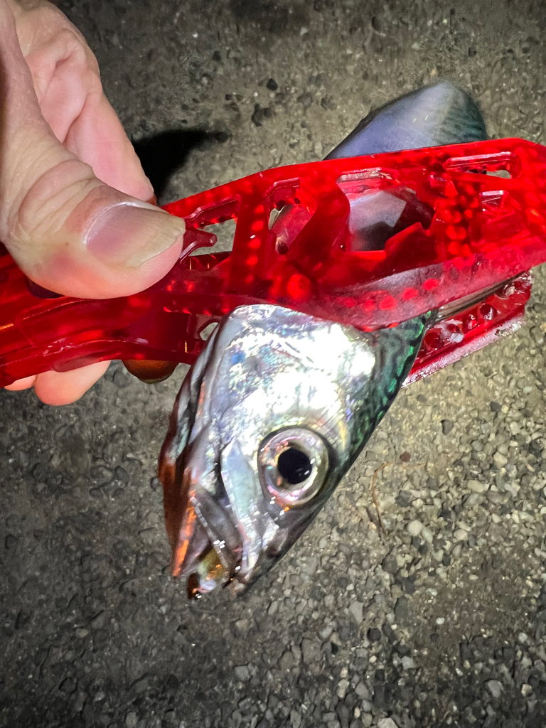 鯵を探して三千里Vel.14