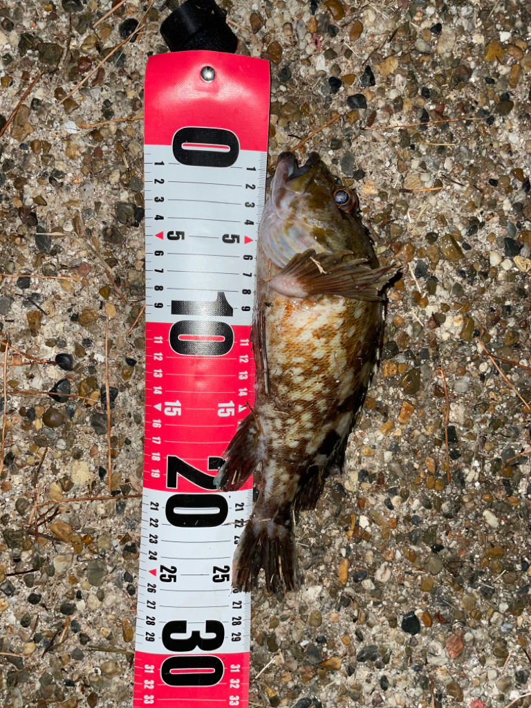 青物釣れましたっ❗️