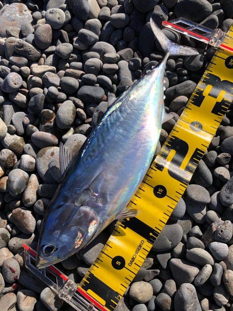 再び遠投カゴ釣り