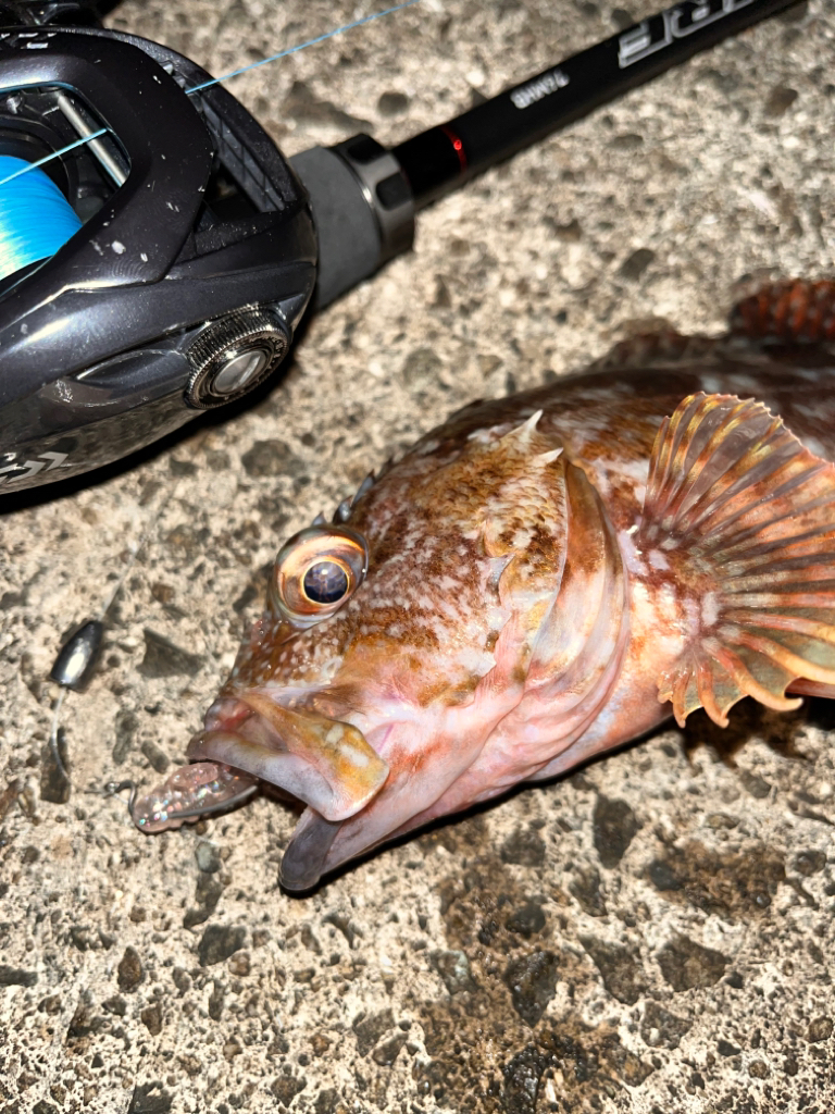 まだまだアコウ