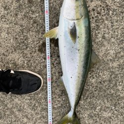 青物りんこやx4