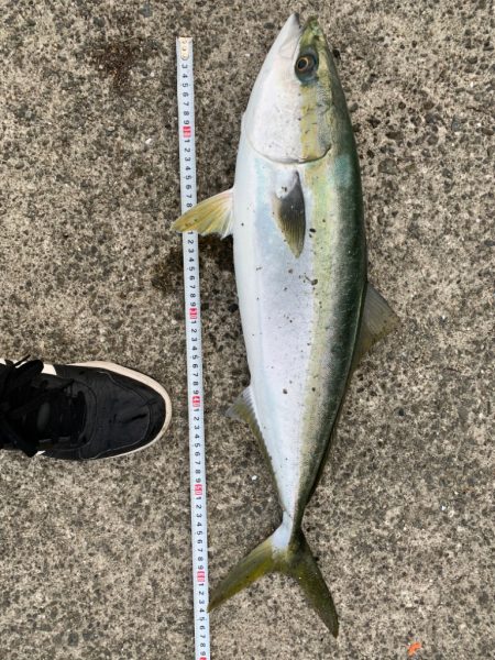 青物りんこやx4