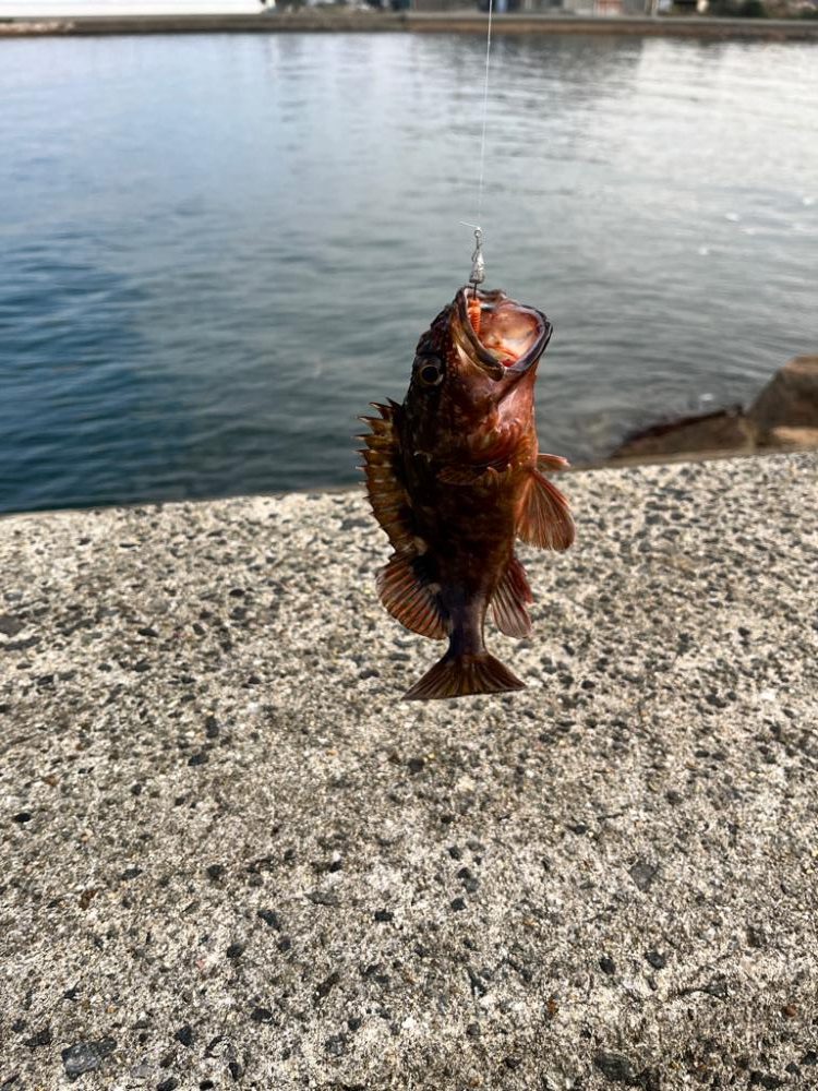 安物タックルでもちゃんと釣れるのか？
