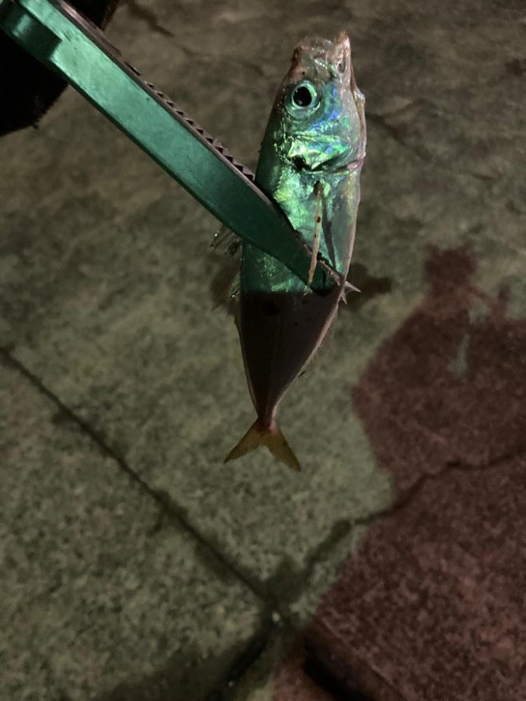 寒くてもアジは元気