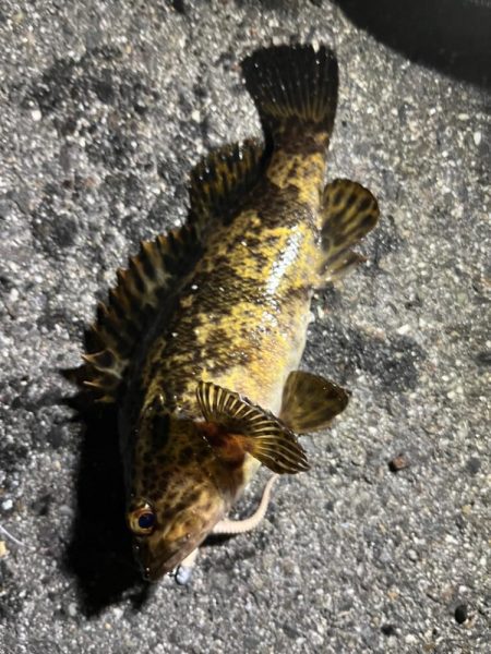 四日市ライトゲームで5目