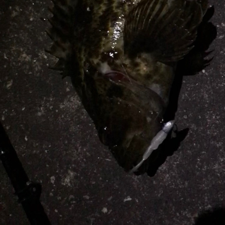 福山港でタケノコメバルゲット!