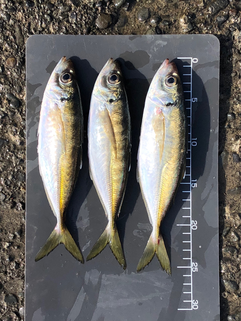 中アジ17匹含め65匹と好調!