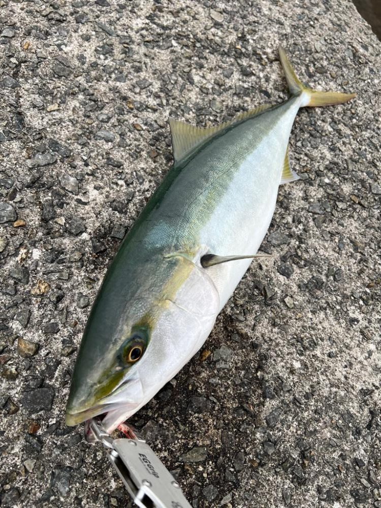 ラストスパート?