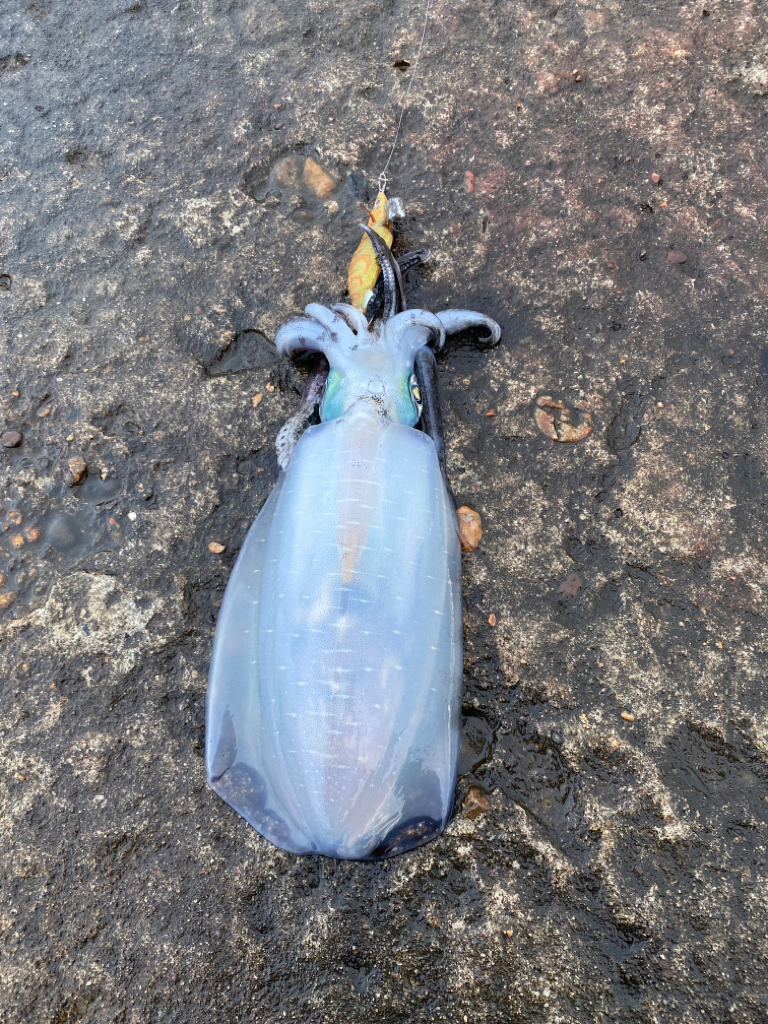 初メバルとアオリ