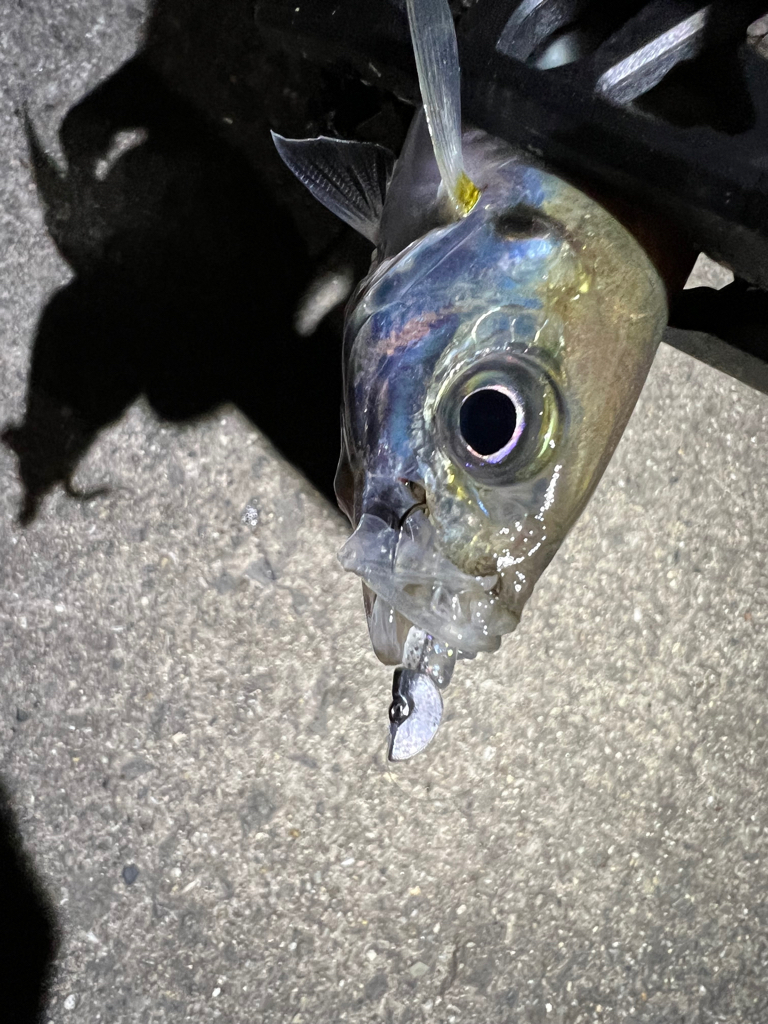 鯵を探して三千里Ver.8 小島漁港