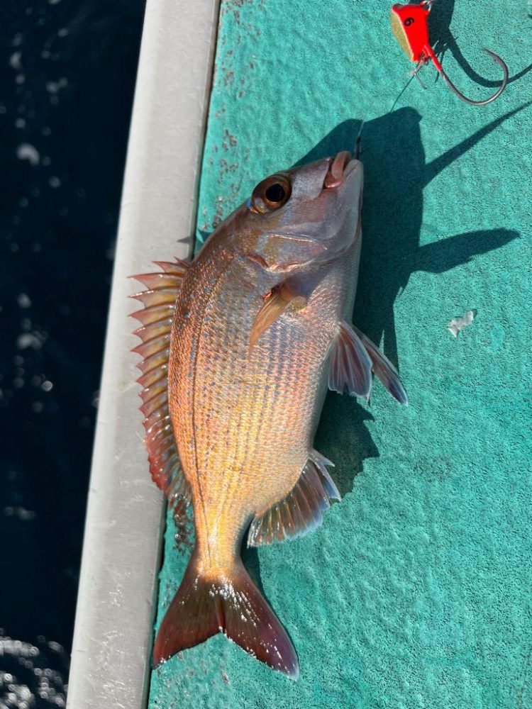 ひとつテンヤ真鯛、大原沖午後便