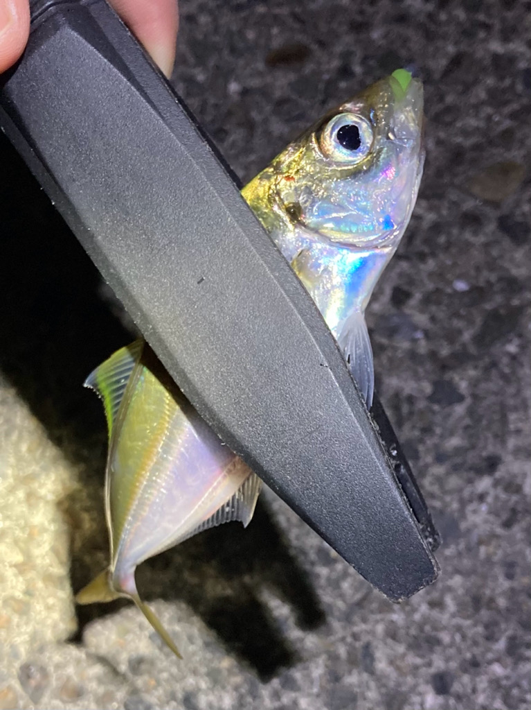 渋い大潮ライトゲーム