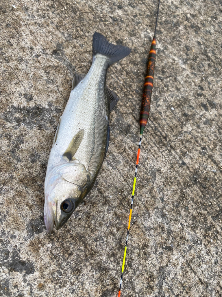 冷え込む日になりました。