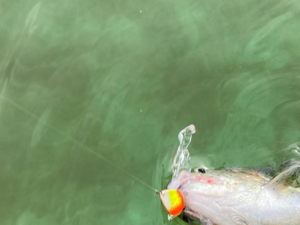 午後からかめプー　爆釣