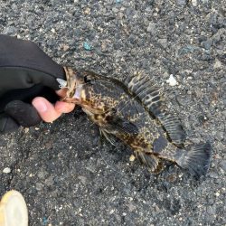 四日市ライトゲーム