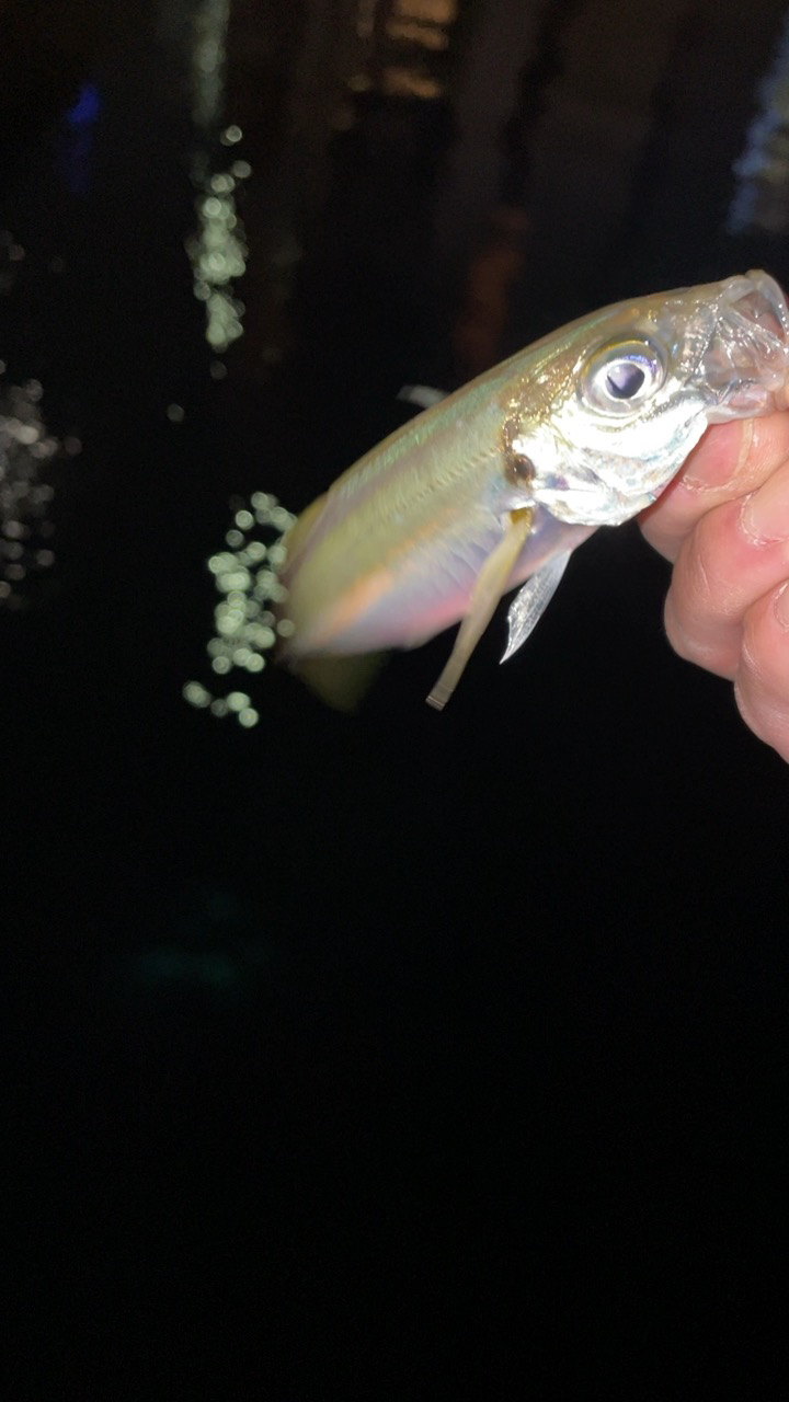 アジングナイト