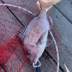 寒くても鯛は元気!