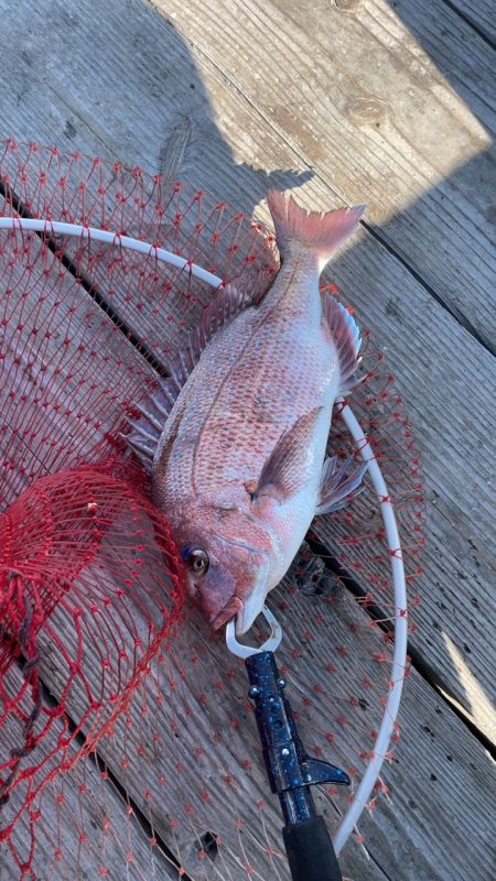 寒くても鯛は元気!